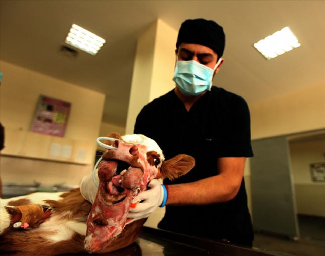 Üç Çeneli Üç Dilli Buzağı Sağlığına Kavuştu