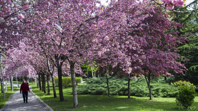 Başkent'te Sakuralar Erken Açtı