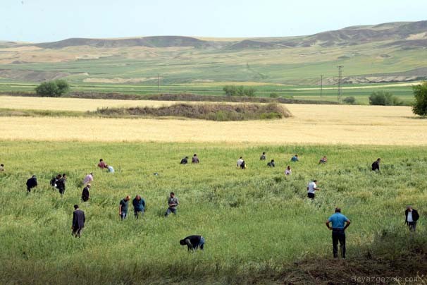 Ceset Parçalarını Topladılar!
