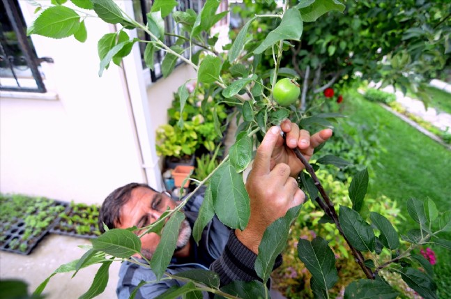 Kokteyl Gibi Meyve Ağacı