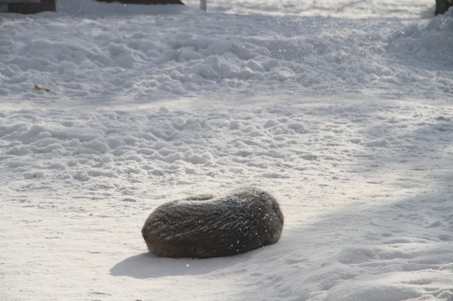 Ardahan Donuyor: Eksi 32