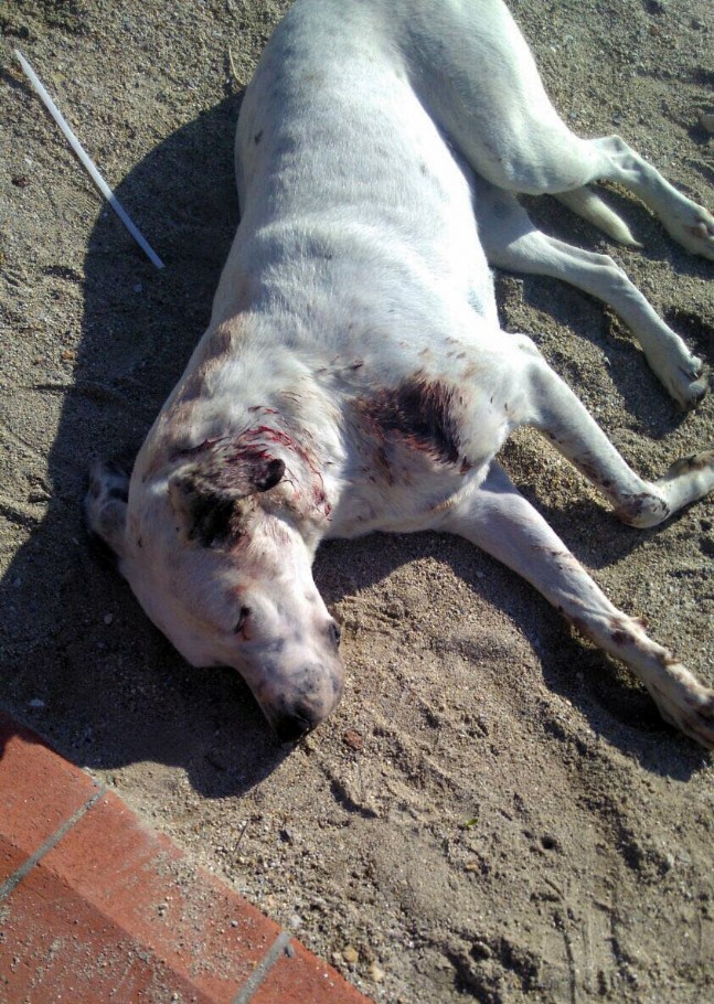 Yaralı Köpeğin Röntgen Filmini Görenler Şok Oldu