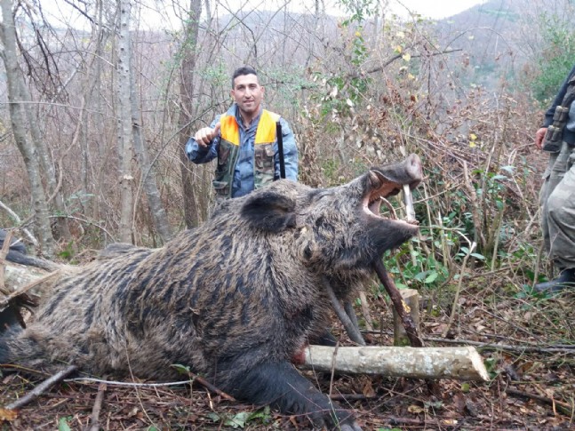 400 Kiloluk Domuz Vuruldu