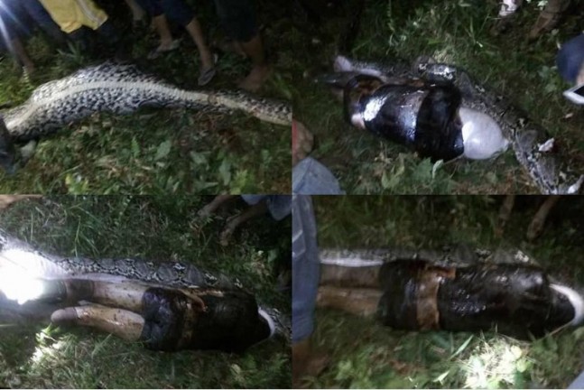 Endonezya'da 7 Metrelik Piton İnsan Yuttu