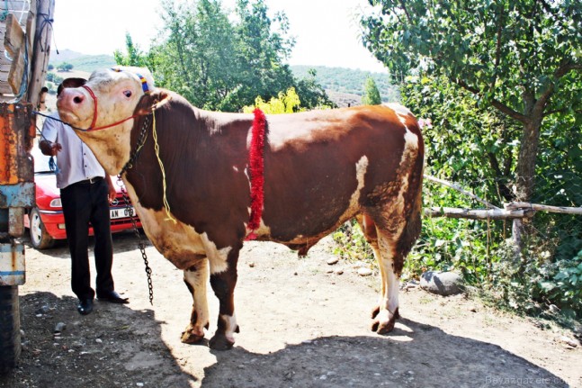 kurbanlik hayvan HD Fotoğrafları-2 tonluk dev kurbanlık Erdoğan'a..., KURBANLIK HAYVAN foto galeri,kurbanlik hayvan izle,kurbanlik hayvan seyret