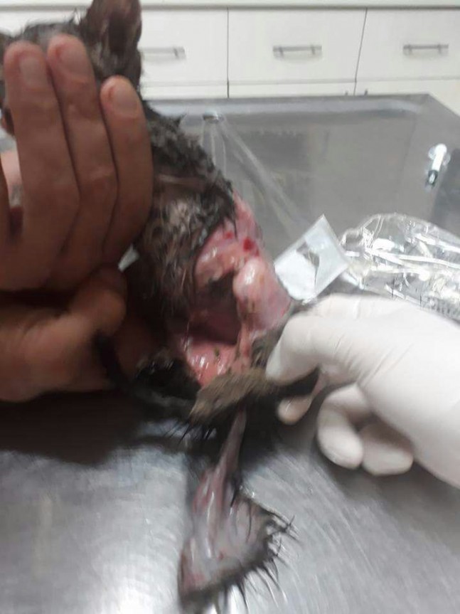 Yavru Kedinin Derisini Yüzdüler