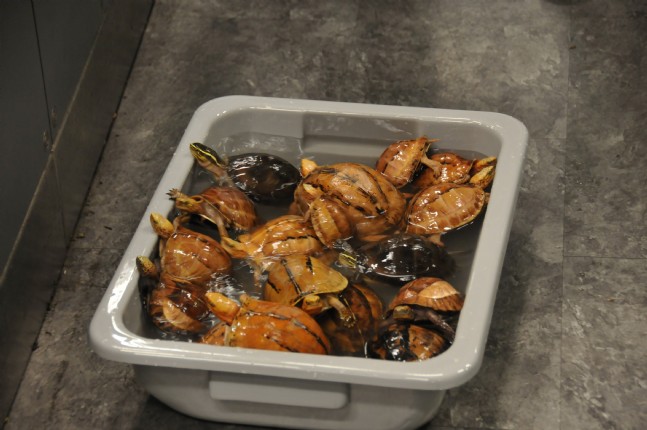 Havalimanında Yolcu Bagajından Burma Piton Yılanı Çıktı