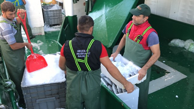 Akçakoca'da Balıkçılar Karadeniz'den 40 Ton Palamutla Döndü