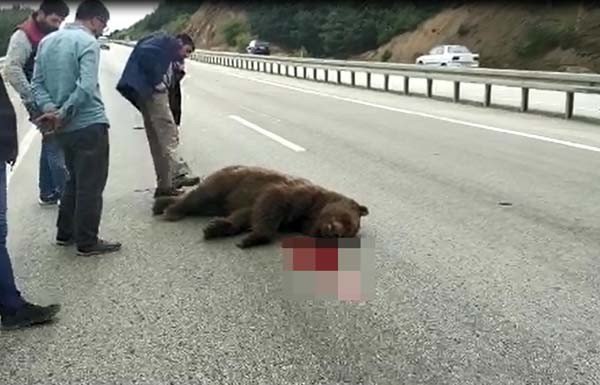 Kazada Ölen Ayıya Allah Kahretsin Seni; Arabam Mahvoldu Diye Beddua Etti