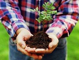 Bir günde 7,5 milyon ağaç diktiler