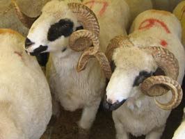 Marketler kurban fiyatlarını sabitledi