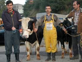 1,5 tonluk boğayı alana tosun hediye