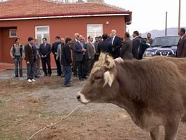 SELAHATTIN ŞIMŞEK - 40 aileye 240 adet sığır dağıtıldı