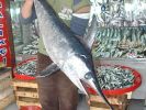Ezine'de dev kılıç balığı yakalandı