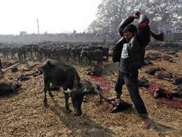 NEPAL - Festival adı altında katliam