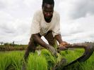Sudan Ortadoğu'nun tahıl ambarı oluyor