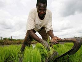 NIL NEHRI - Sudan Ortadoğu'nun tahıl ambarı oluyor