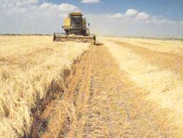 BEDRETTİN YILDIRIM - Çiftçiye kredi müjdesi