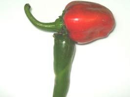 İĞDE - Bu biber ilgi odağı oldu