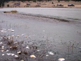 HIKMET AYDıN - Buz tutan gölde doğal yaşamı koruma çalışmaları