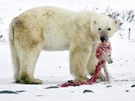CHURCHILL - Kendi yavrularını yemeye başladılar