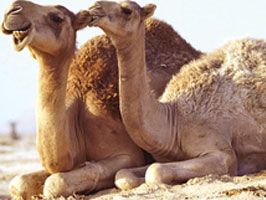 Devlet eliyle deve katliamı