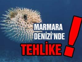 Marmara Denizi'nde tehlike