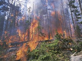 HASAN YıLDıZ - Sakarya'da orman yangını