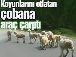 Koyunlarını otlatan çobana araç çarptı: 1 ölü, 3 yaralı