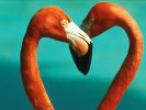 İzmir Kuş Cenneti'ndeki Flamingolar halkalandı