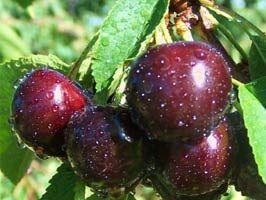 KLEOPATRA - Kirazın kilosu 175 TL