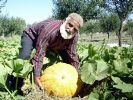 Sivas'ta 50 Kiloluk bal kabağı