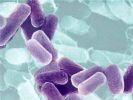 Kalın bağırsak kanserine neden olan bakteri teşhis edildi