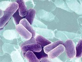 Kalın bağırsak kanserine neden olan bakteri teşhis edildi