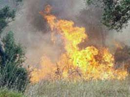 Kartal'da  orman yangını