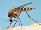 İsrail sivrisinek ile istihbarat toplayacak