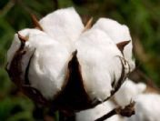 Pamuk fiyatlarına büyük zam