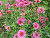 Bitkilerin ilaçlar üzerindeki yan etkileri