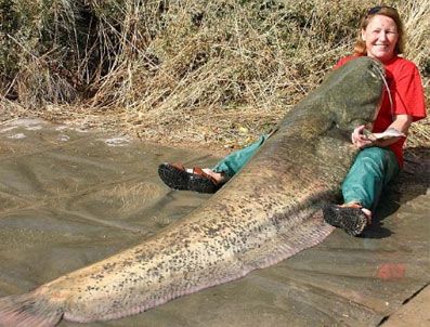 Gözleri görmeyen kadın 96 kiloluk balık tuttu