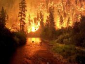 Doğa tutkunları zevk için orman yaktı