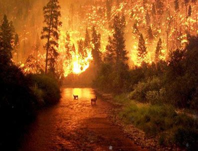 LOST - Doğa tutkunları zevk için orman yaktı