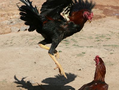 Horoz dövüşçülerine suçüstü