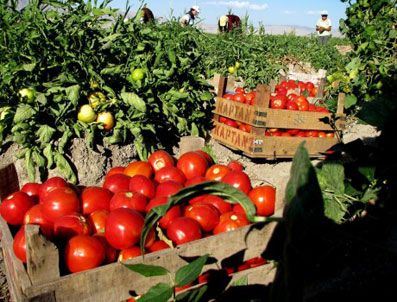 TAT KONSERVE - Salça Üretiminin Yeni Üssü İzmir