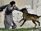 İsrail ordusu köpekleri 'Allahuekber' diyene saldırıyor