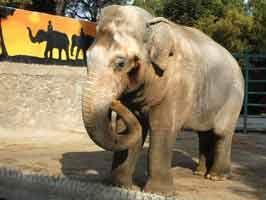 NAIROBI - Anne ve kızını fil ezdi!