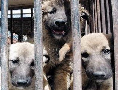 Dünya Hayvan Hakları Günü