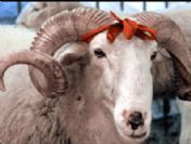 EBK, kurbanlıklar konusunda yetkili