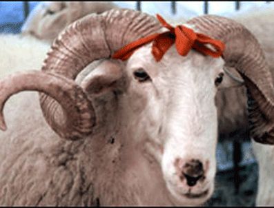 EBK, kurbanlıklar konusunda yetkili