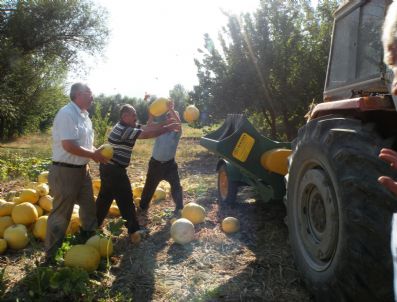 ULUKÖY - Erzincan'da Çerezlik Kabak Yetiştiriciliği Yaygınlaşıyor