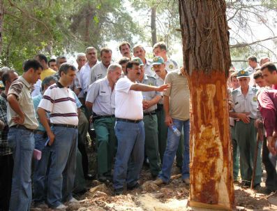 Mersin Orman Bölge Müdürlüğü Gelirlerini Arttırıyor